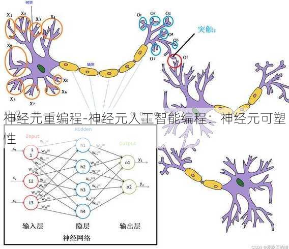 神经元重编程-神经元人工智能编程：神经元可塑性