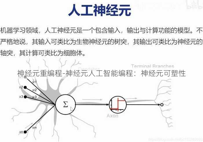 神经元重编程-神经元人工智能编程：神经元可塑性