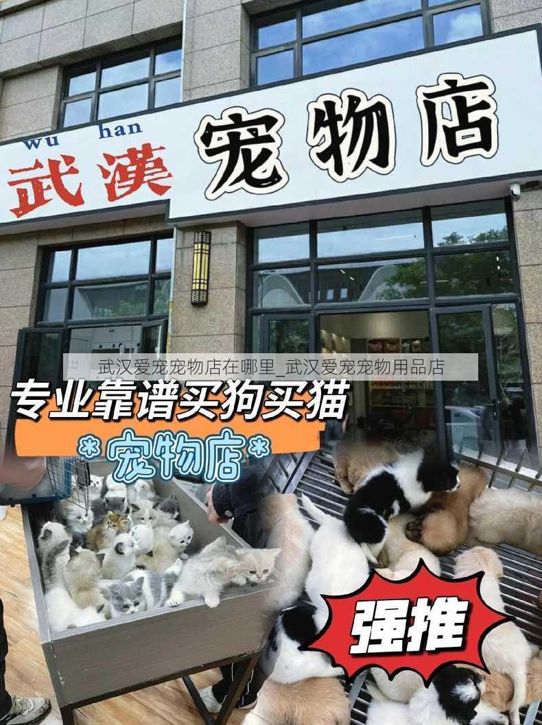 武汉爱宠宠物店在哪里_武汉爱宠宠物用品店