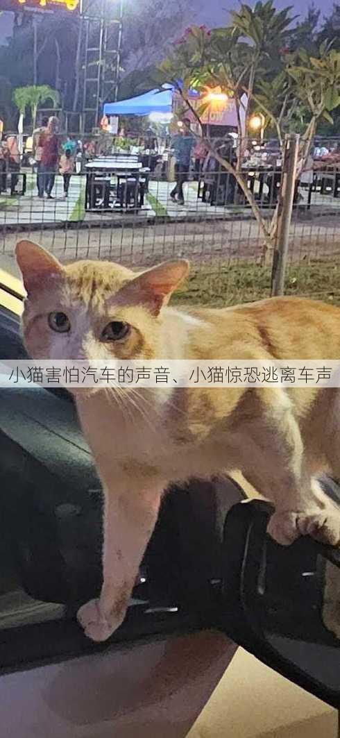 小猫害怕汽车的声音、小猫惊恐逃离车声