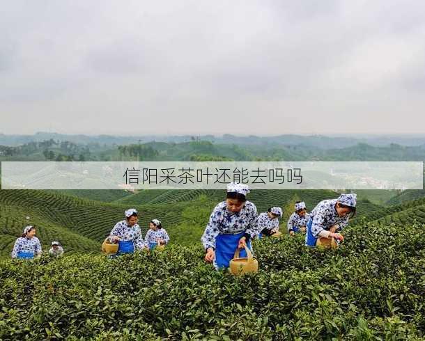 信阳采茶叶还能去吗吗