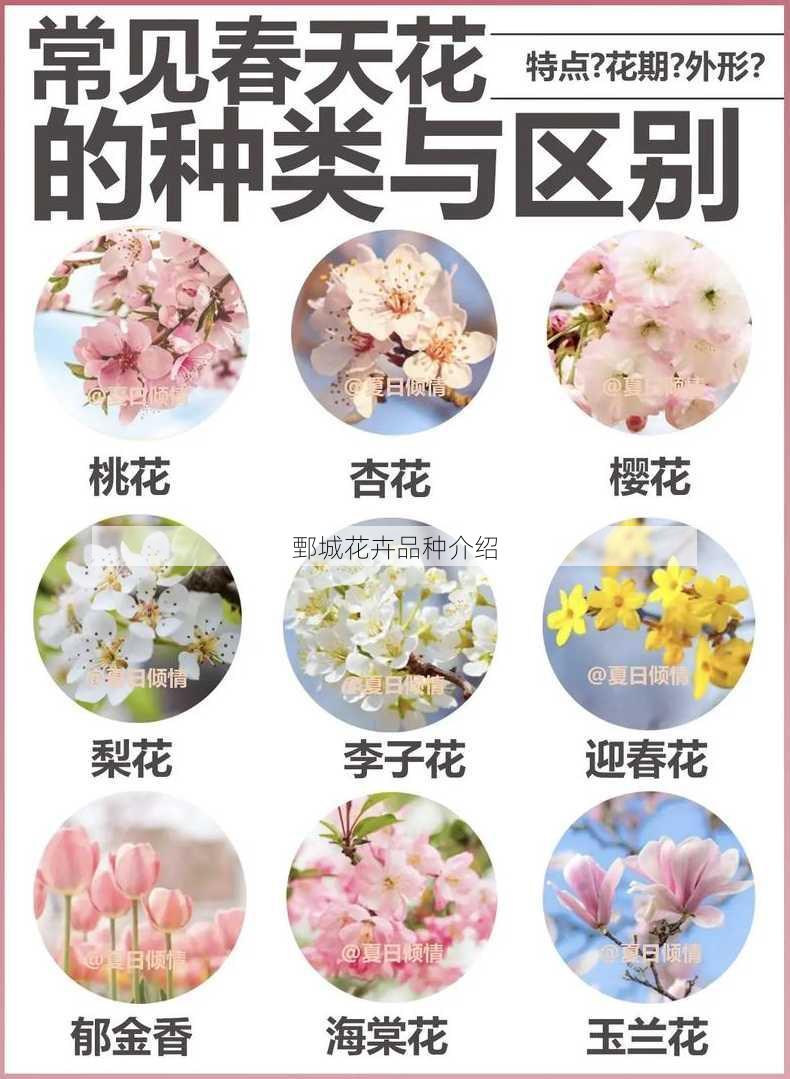 鄄城花卉品种介绍