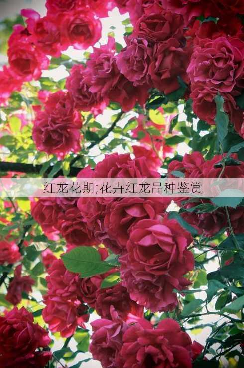 红龙花期;花卉红龙品种鉴赏