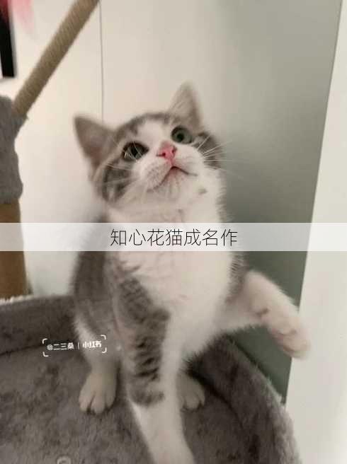 知心花猫成名作