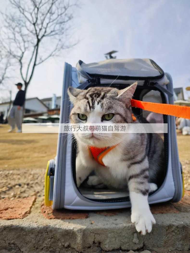 旅行大叔带萌猫自驾游