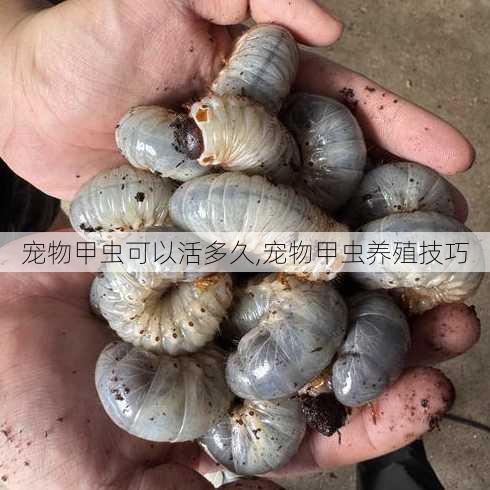 宠物甲虫可以活多久,宠物甲虫养殖技巧