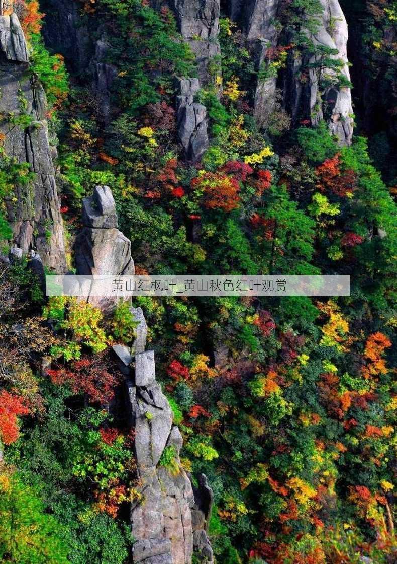 黄山红枫叶_黄山秋色红叶观赏