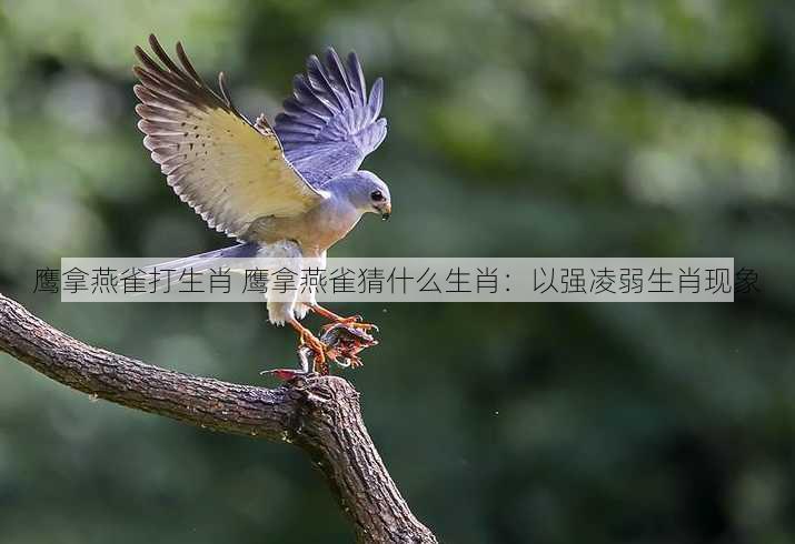 鹰拿燕雀打生肖 鹰拿燕雀猜什么生肖：以强凌弱生肖现象