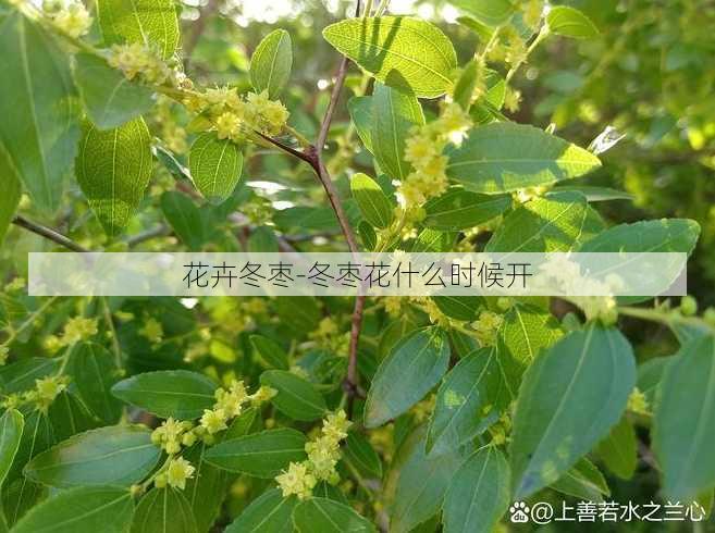 花卉冬枣-冬枣花什么时候开