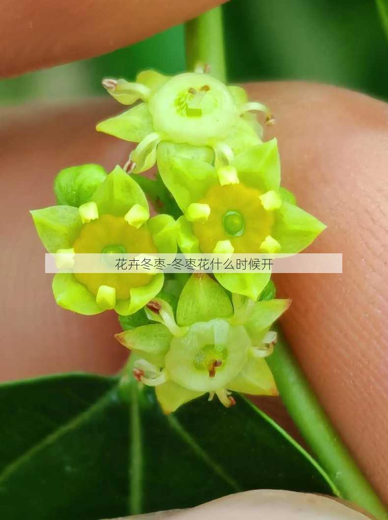 花卉冬枣-冬枣花什么时候开