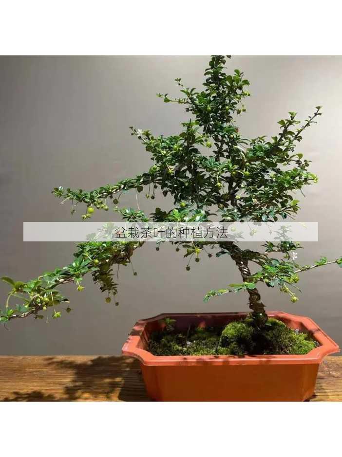 盆栽茶叶的种植方法