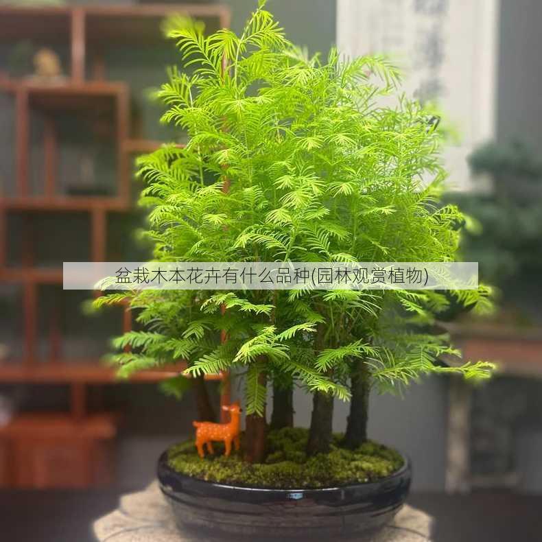 盆栽木本花卉有什么品种(园林观赏植物)